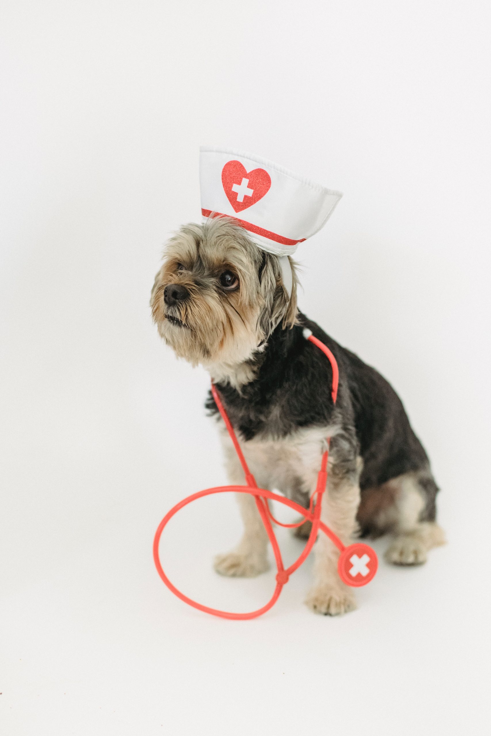 Dog_dressed_as_vet_wellbeing_programme_burnout_prevention
